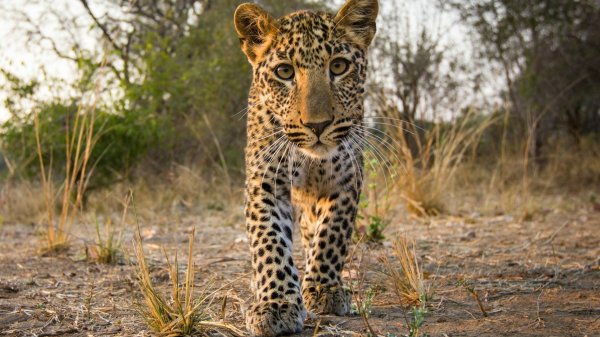 Животных диких