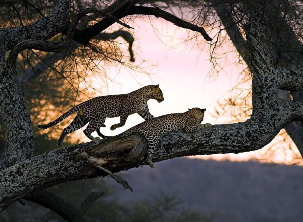 Животных диких