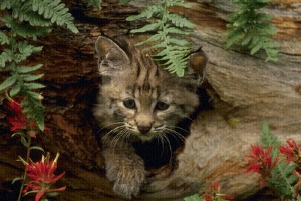 Животных диких