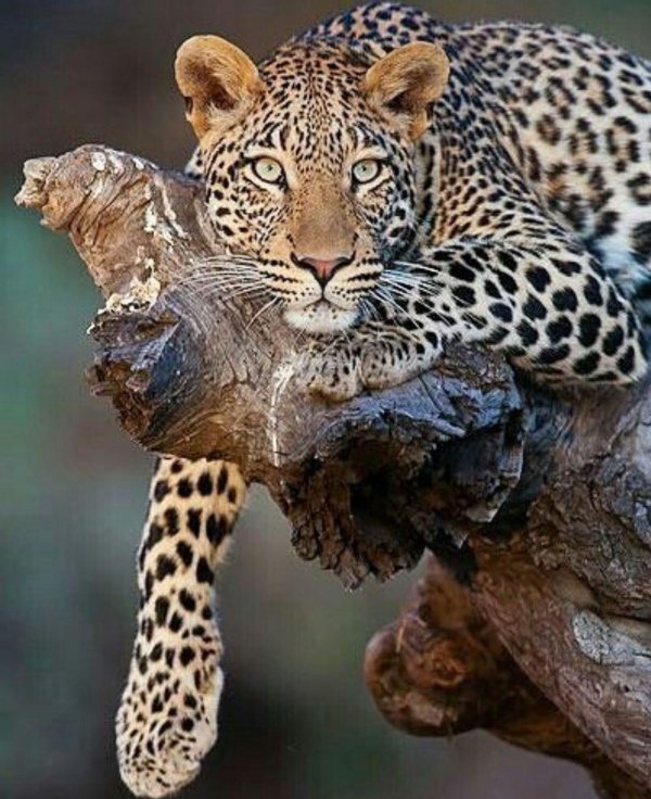 Животных диких