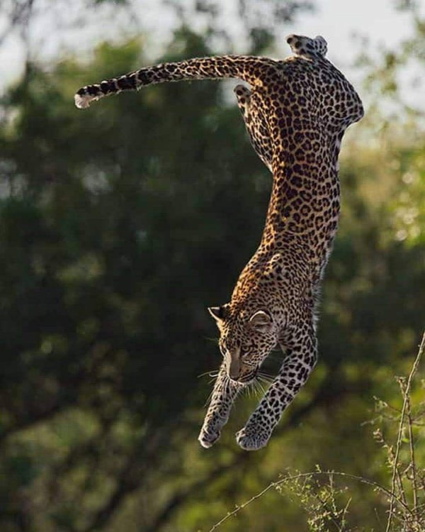 Животных диких