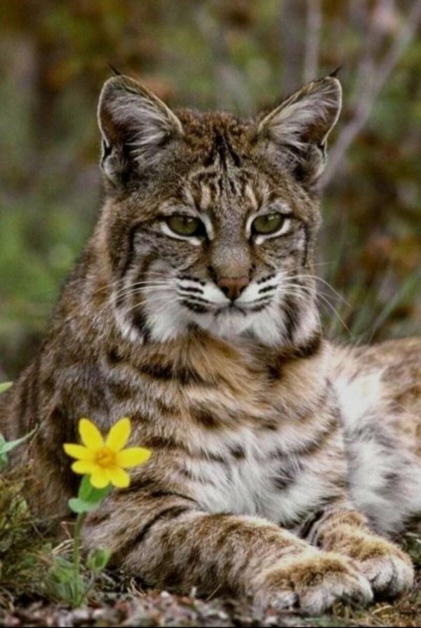 Животных диких