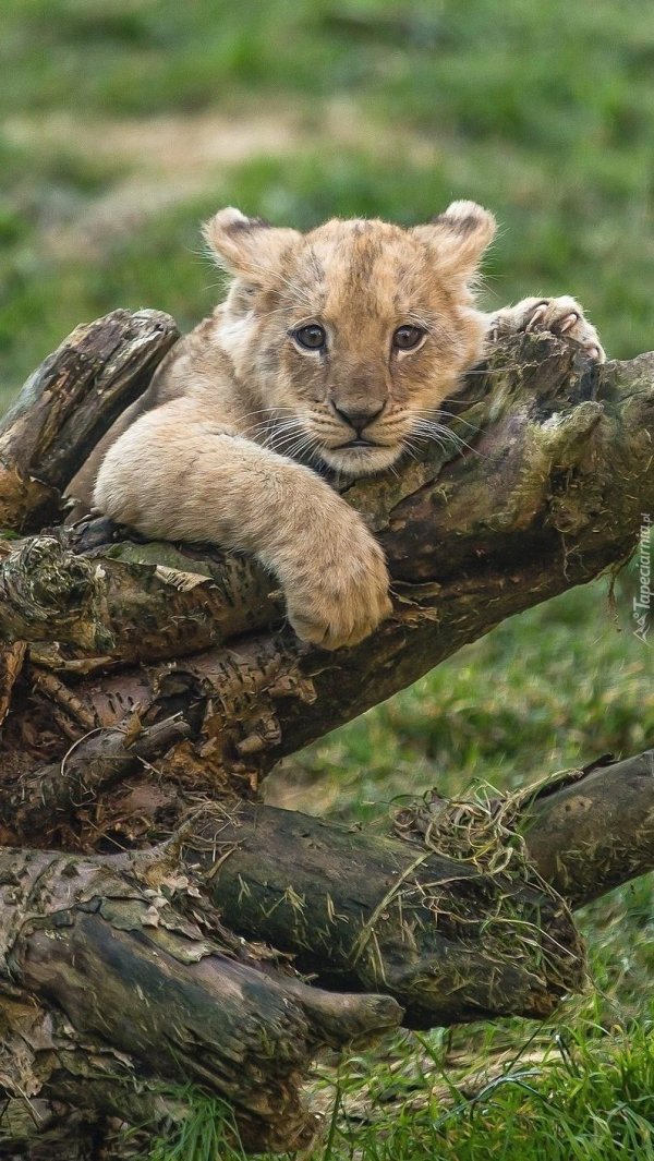 Животных диких