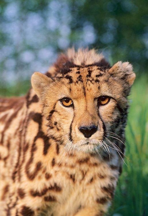 Животных диких