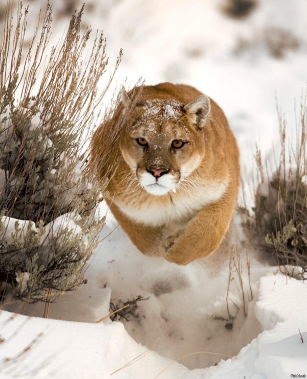 Животных диких