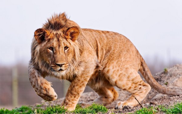 Животных диких