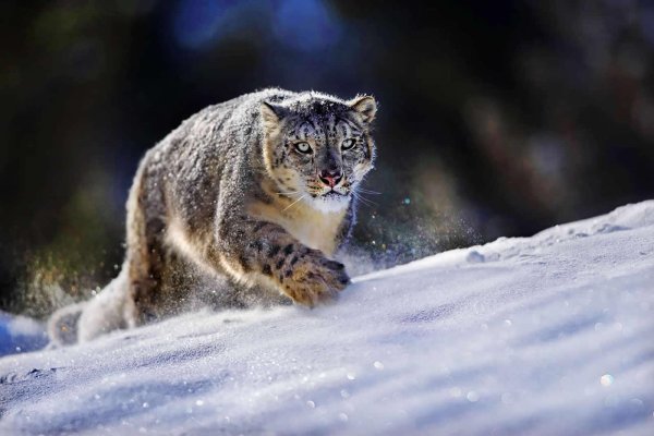 Животных диких