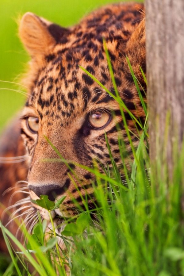 Животных диких