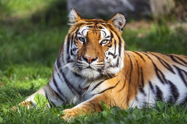 Животных диких