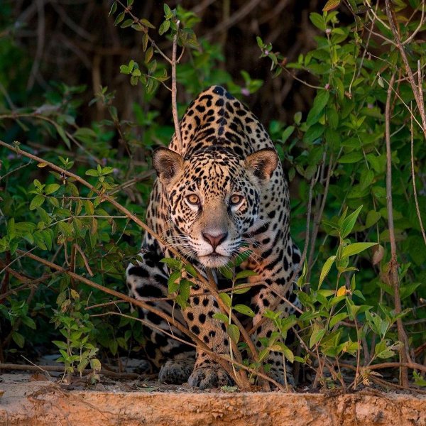 Животных диких