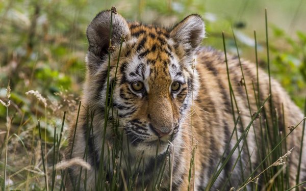 Животных диких