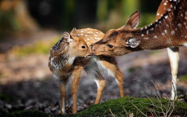 Животных диких