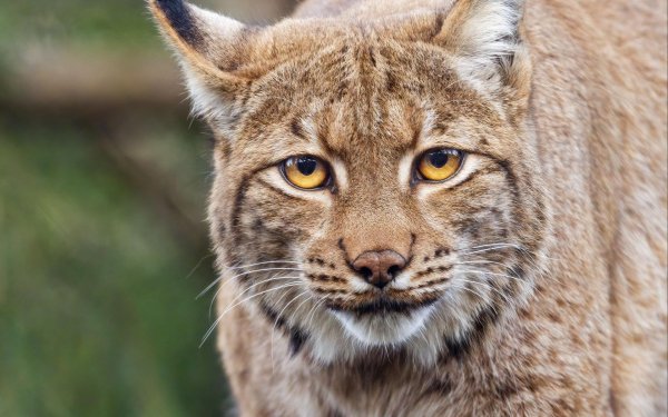 Животных диких