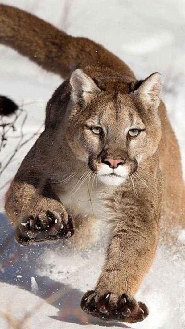 Животных диких