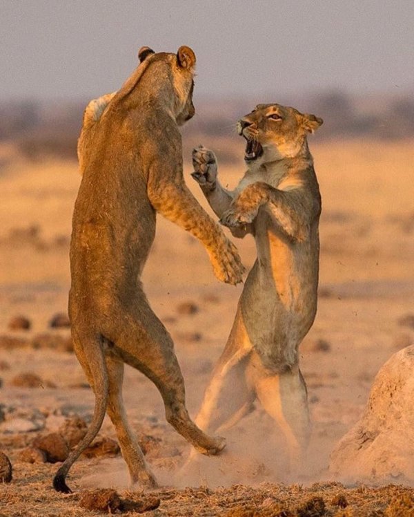 Животных диких