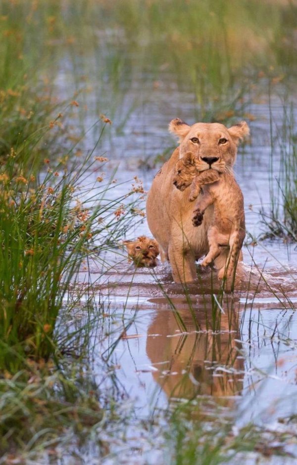 Животных диких