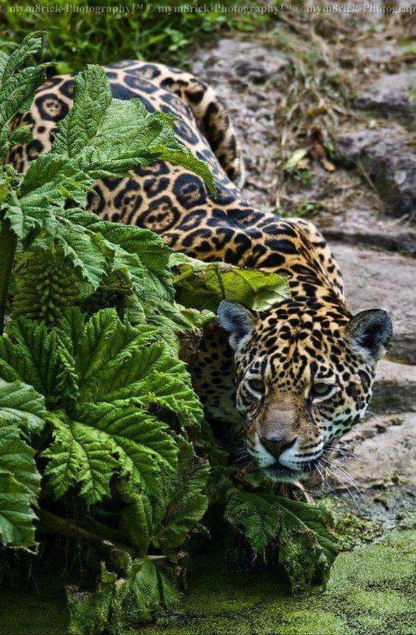 Животных диких