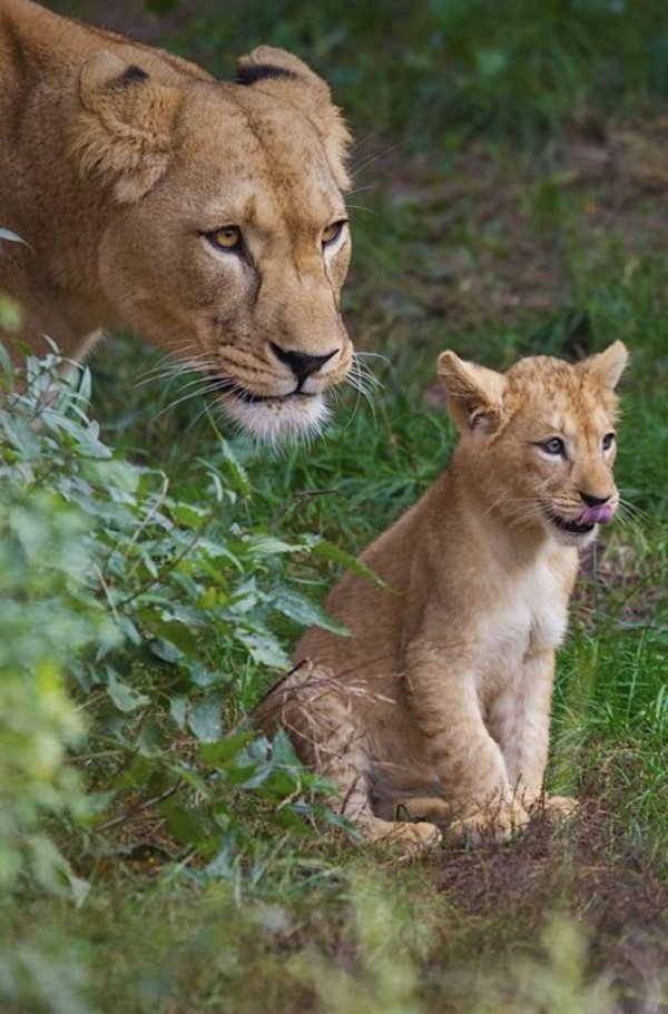 Животных диких