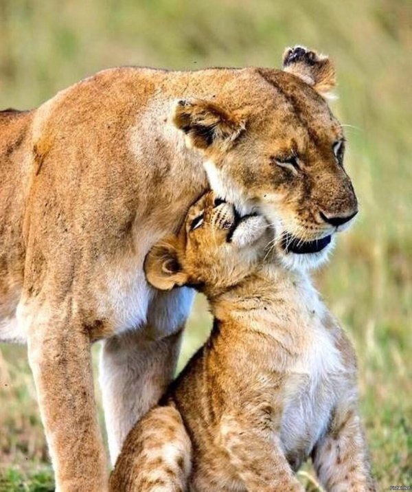 Животных диких