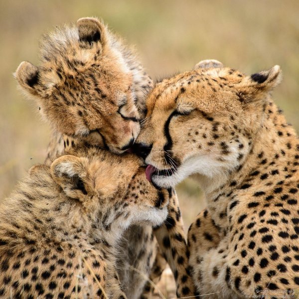 Животных диких