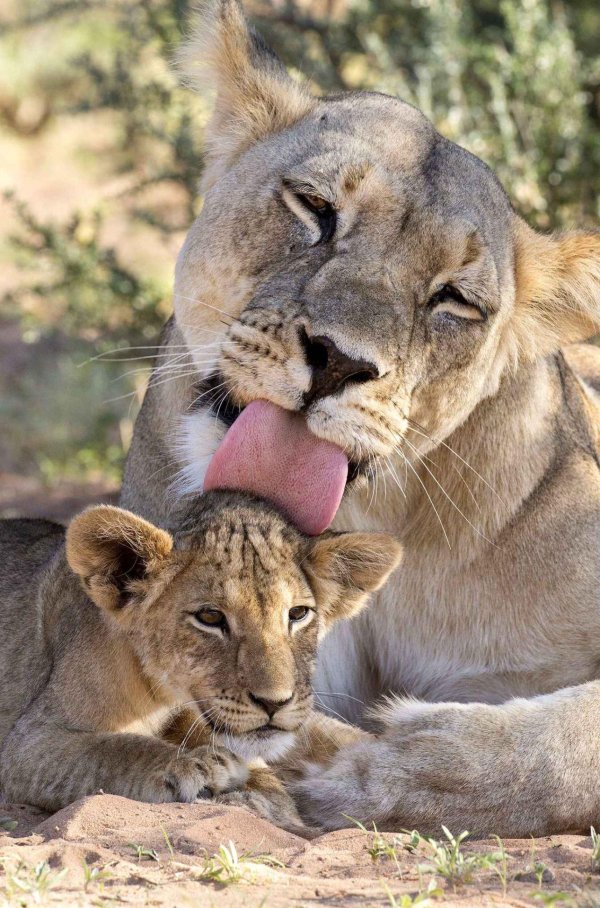 Животных диких