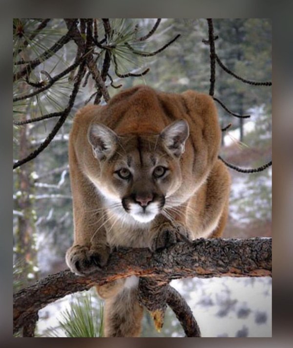 Животных диких