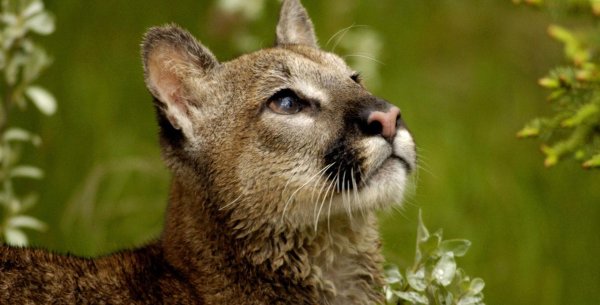 Животных диких