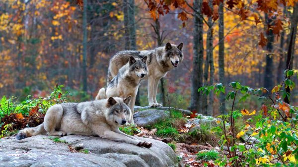 Животных диких