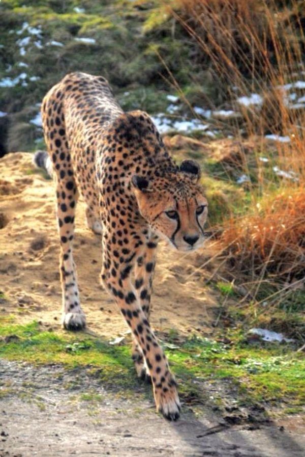 Животных диких