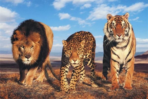 Животных диких