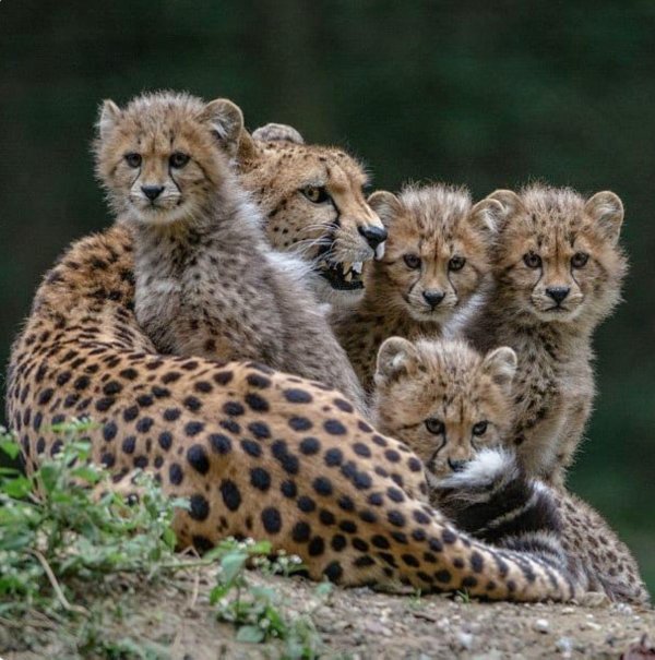 Животных диких