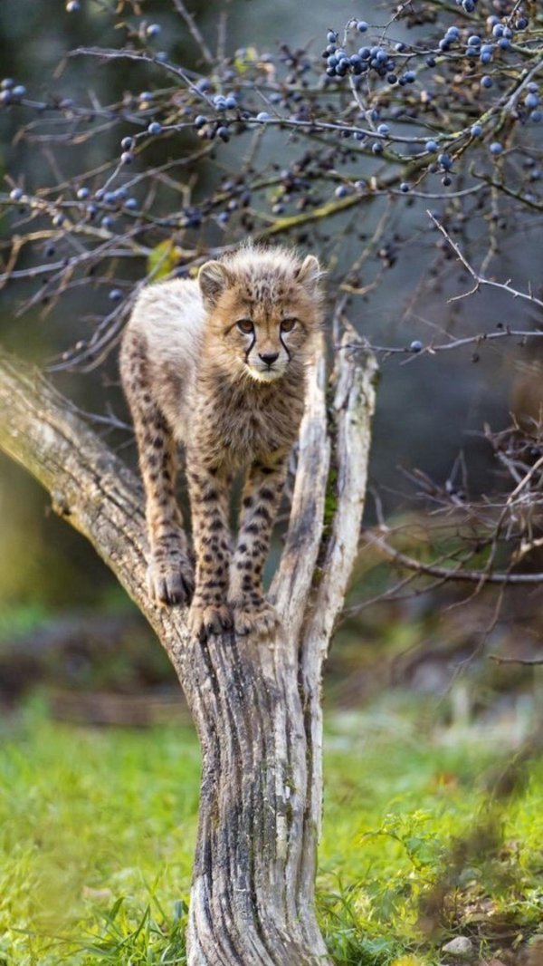 Животных диких