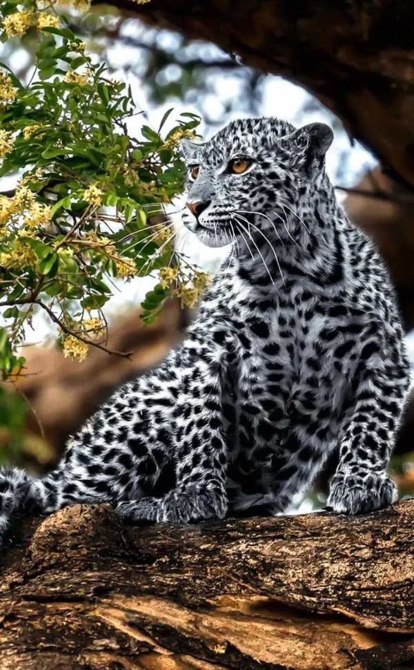 Животных диких