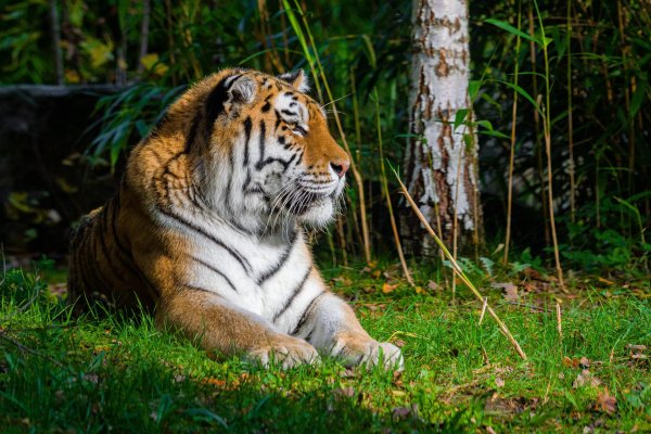 Животных диких