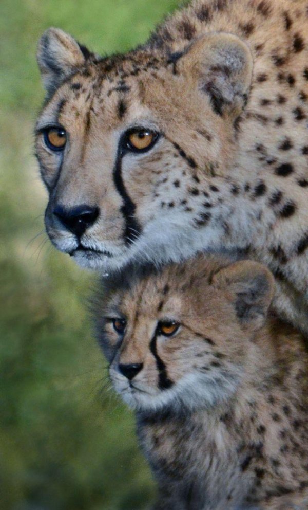 Животных диких