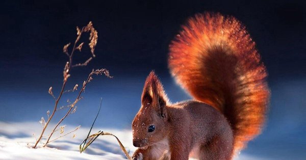 Животных диких