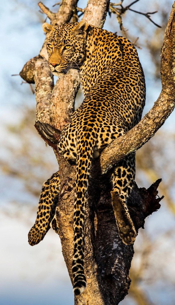 Животных диких