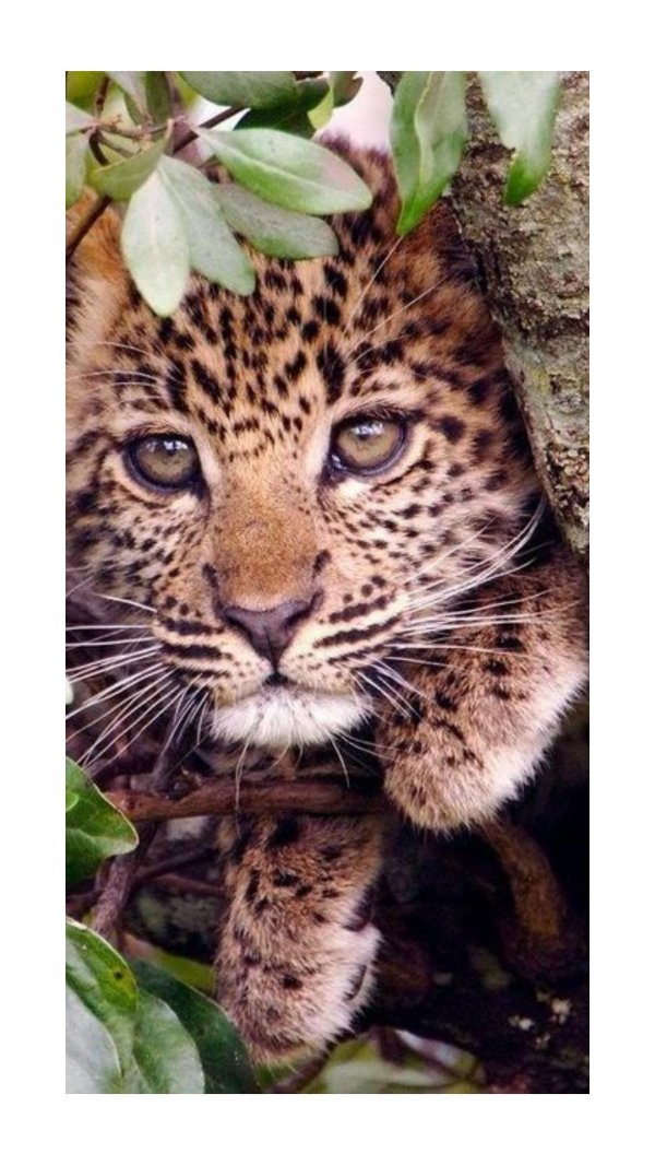 Животных диких