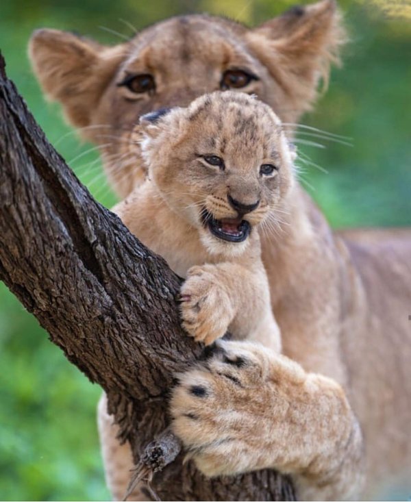 Животных диких