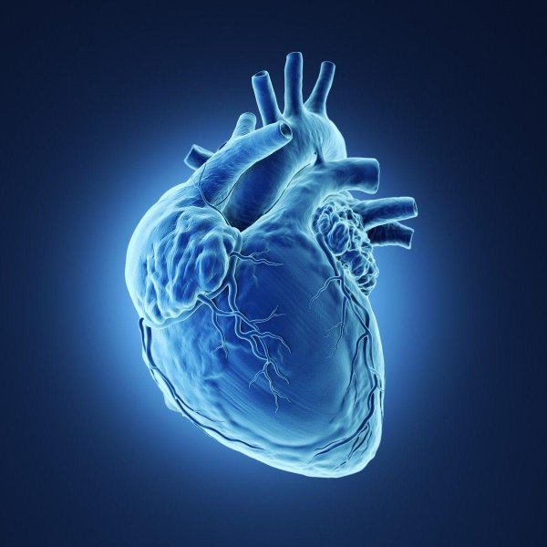 Сердце человека