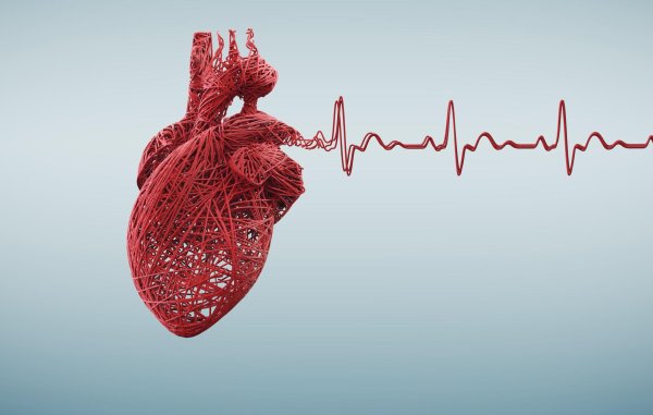 Сердце человека