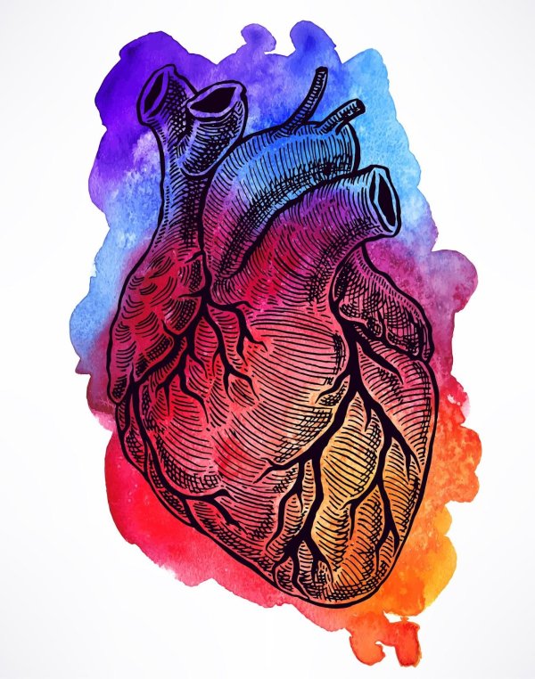 Сердце человека