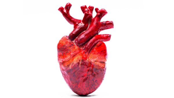 Сердце человека