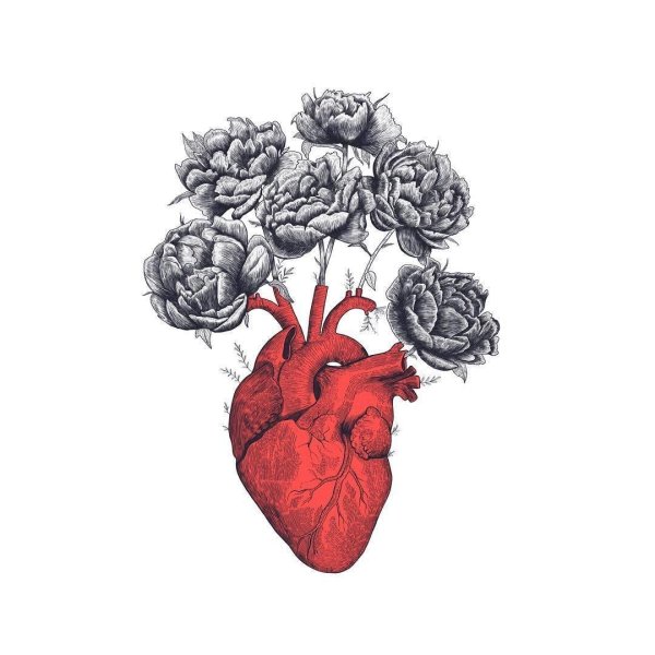 Сердце человека