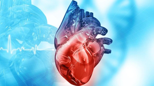 Сердце человека