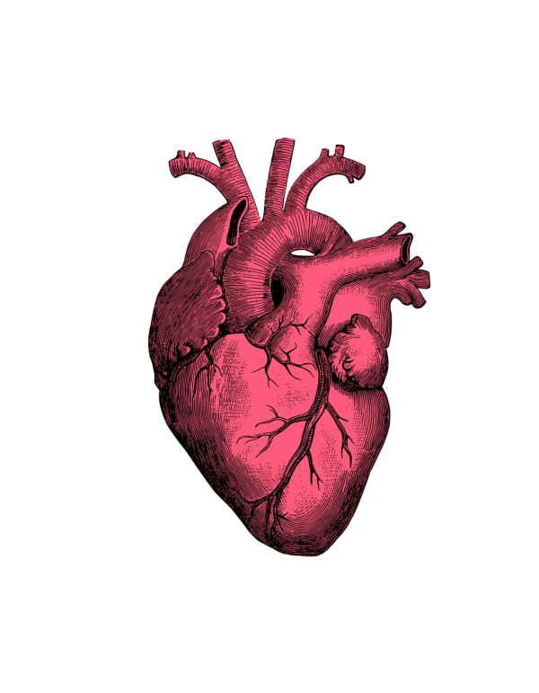 Сердце человека