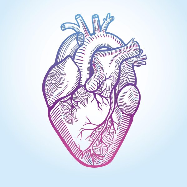 Сердце человека