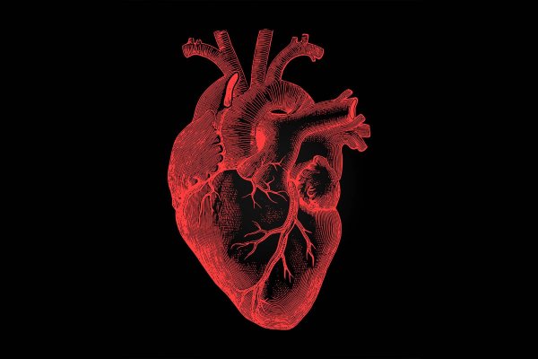Сердце человека