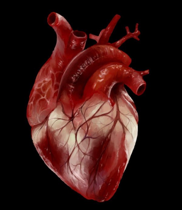 Сердце человека