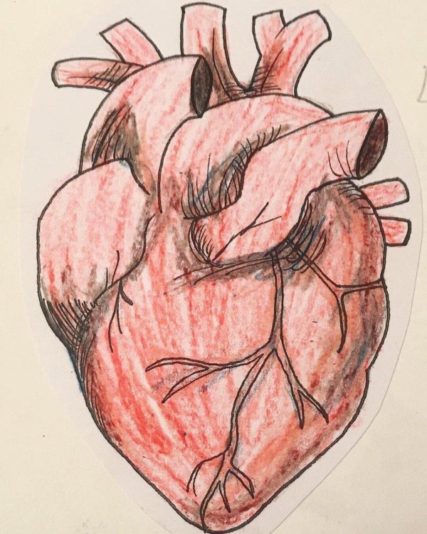 Сердце человека